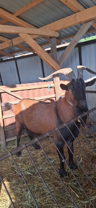 Țap de vânzare!Alpin francez!