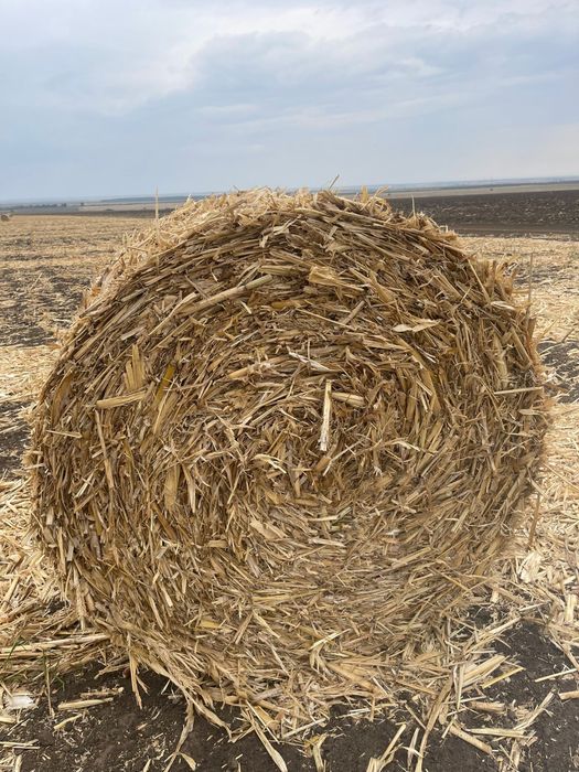 Vand Baloti de mazare, coceni, paie de orzoica si grau