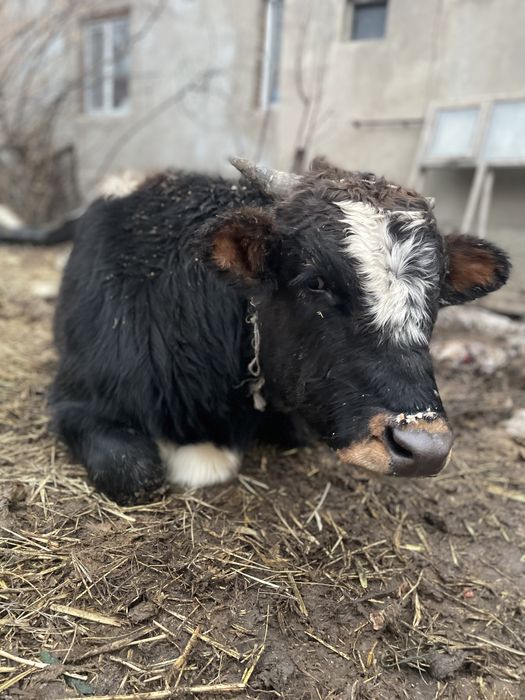 Бычок жирный бык корова телки
