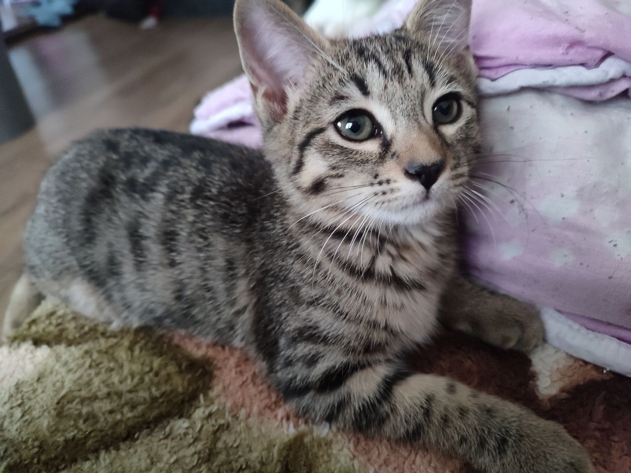 Котята бенгальские