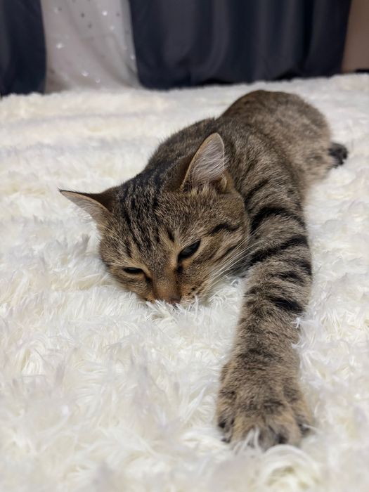 Отдам в добрые руки кота срочно