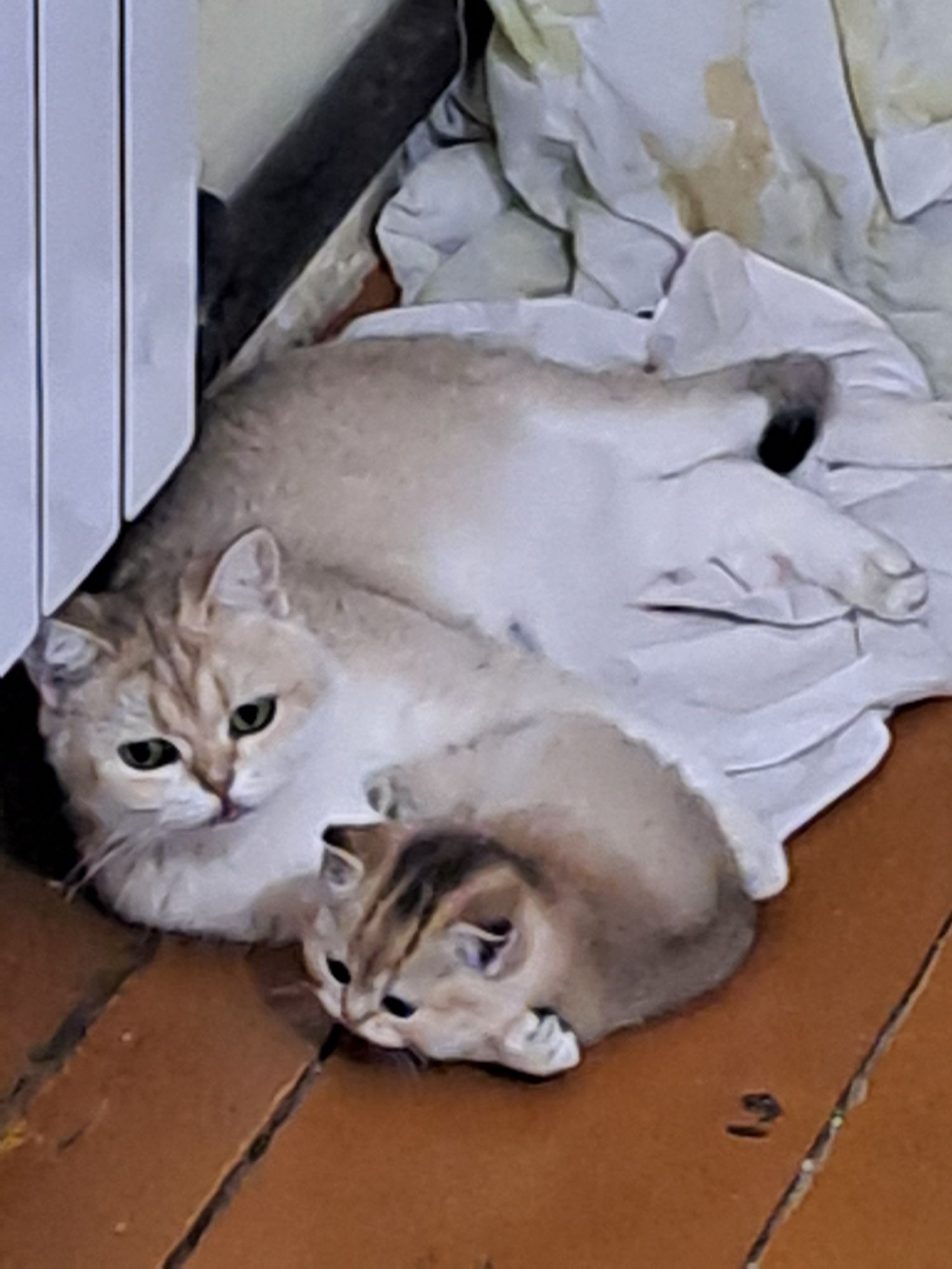 Котёнок Золотая шиншила,  девочка