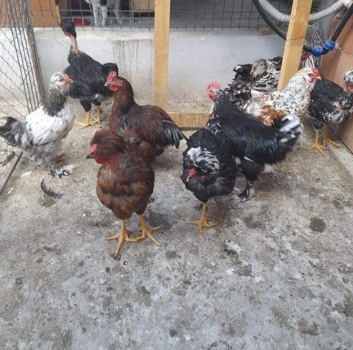 Cocosi motati romanesti