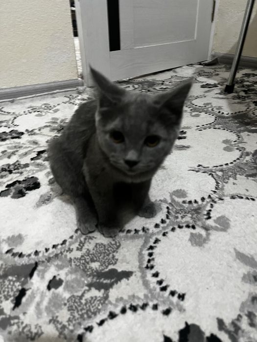 Britanka кошка 4 oy lik