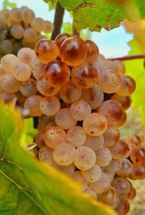 Struguri de vin adusi acasa diverse soiuri albi-negri, pret producator