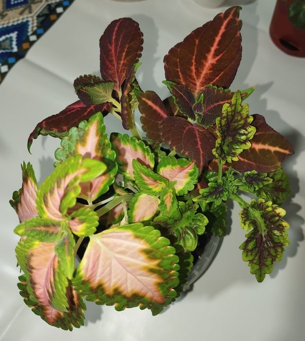 Колеусы 3 в 1 продам