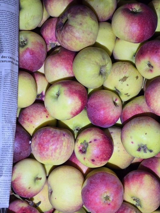 Яблока апорт, настощий