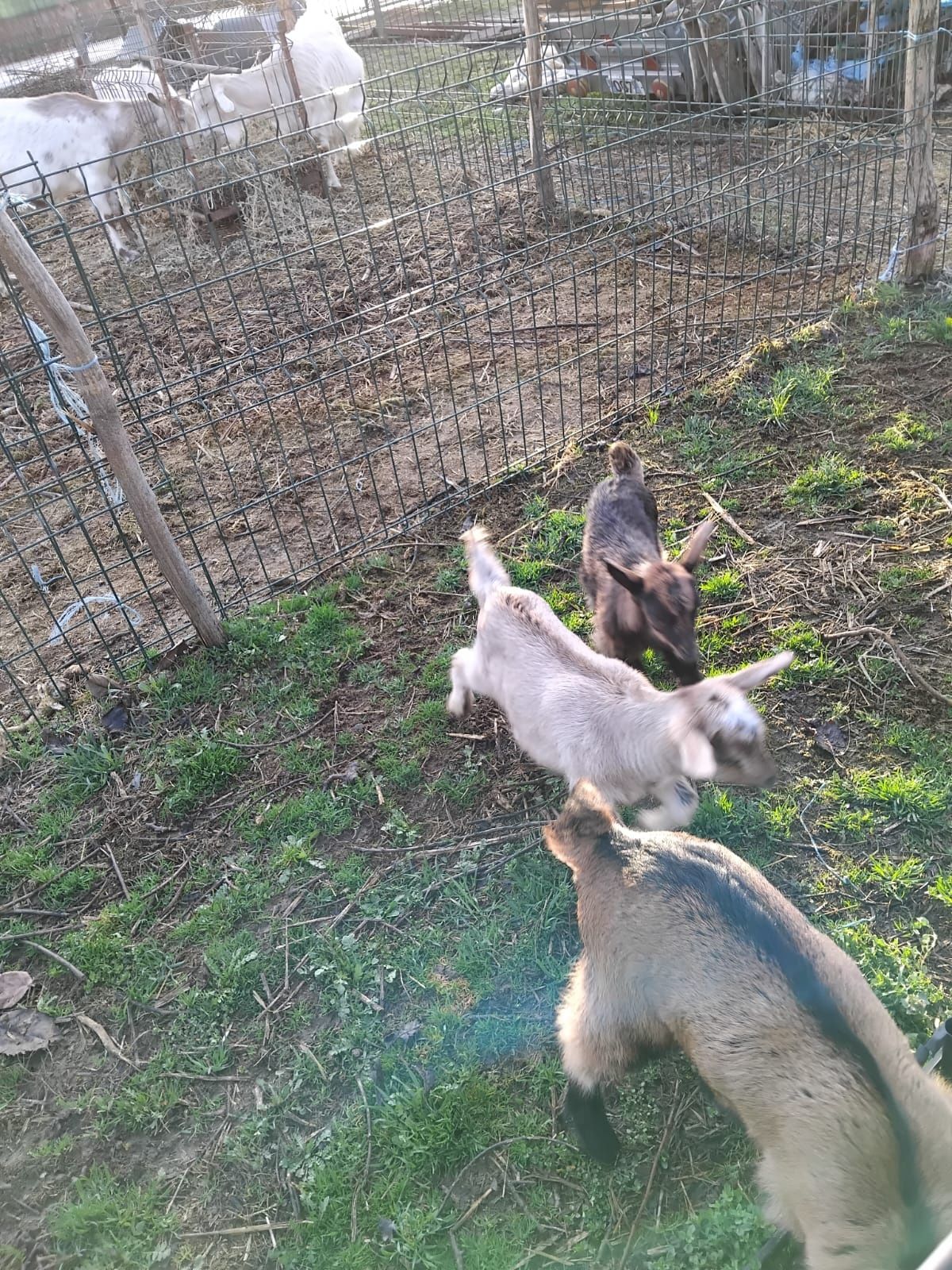 IEZI DIN RASA ALPIN SI SANEEN  de vânzare recomandabil pentru MONTA.