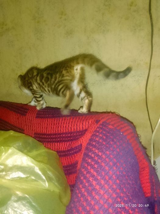 Последние предложение, не упустите !!!