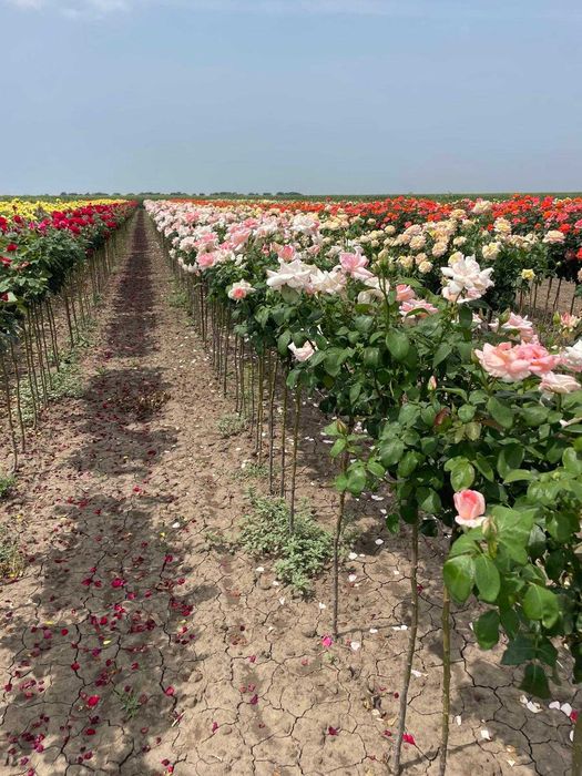 Trandafiri port înalt, fructiferi și plante ornamentale