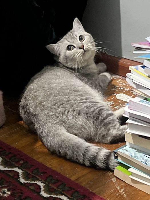 Mushuk  Shinshila Britaniskiy sotiladi