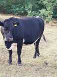 Vaca de vânzare!