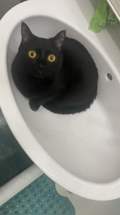 Отдам кошечку стрелизованную