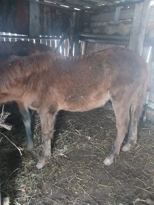 Продаём   жеребят