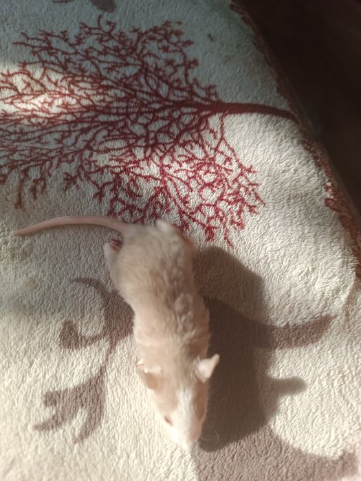 Крысята Даблики ручные