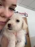 caine de adoptie
