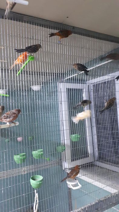 Канарейки, королевские