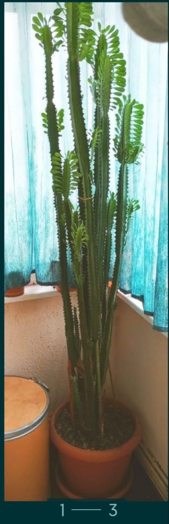 Cactus Euphorbia