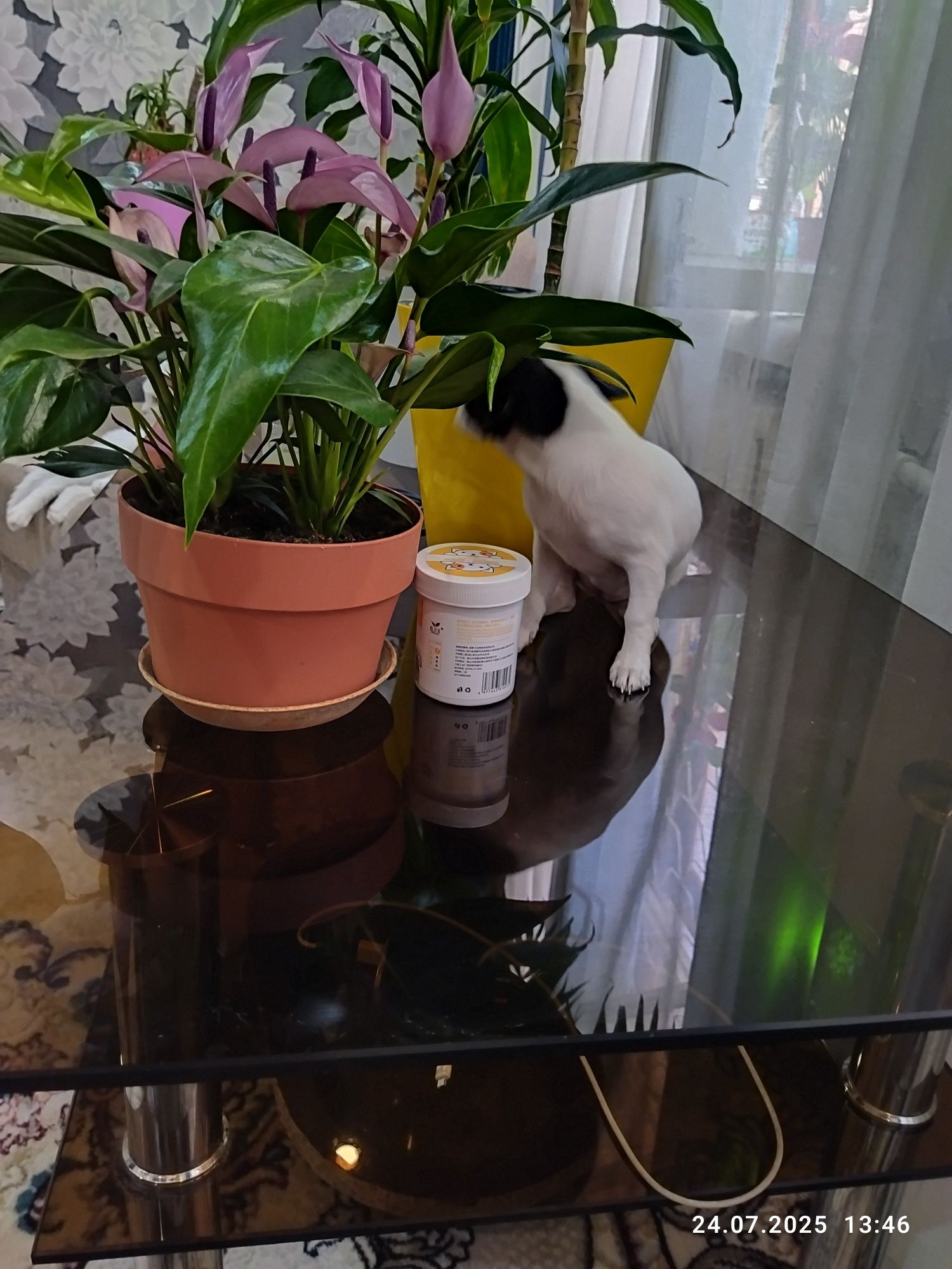 Продается щенок чихуахуа, девочка