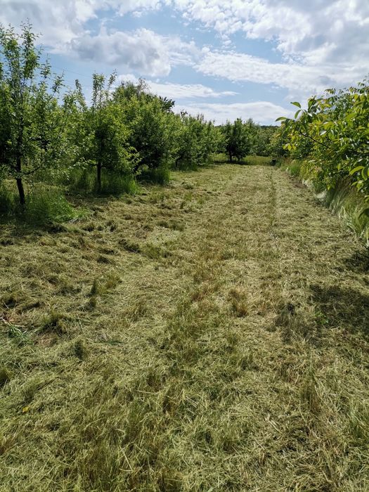 Teren intravilan cu pomi fructiferi – Loc de casă perfect
