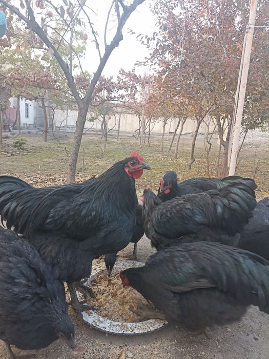 Хўрозлар сотилади.жерс