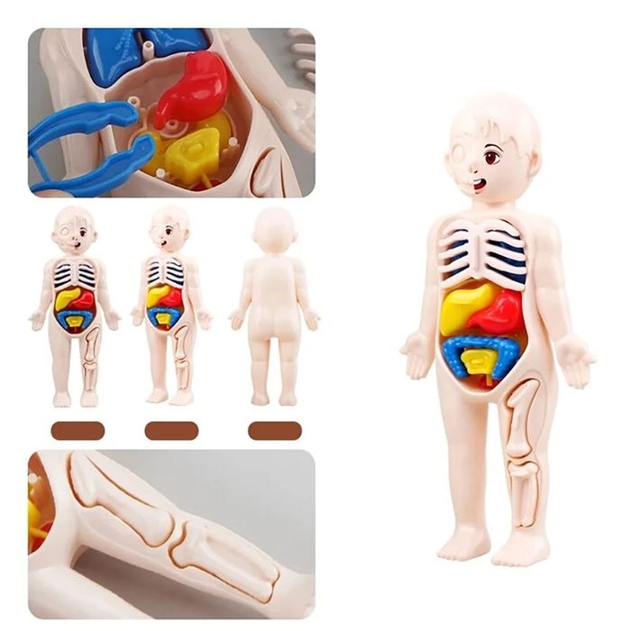Jucarie educativa cu corpul uman, organe detasabile, NOUA