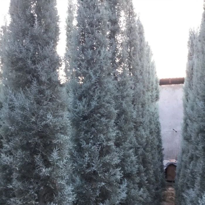 Arizonskiy kiparis archalari sotiladi xar xil razmerlari bor
