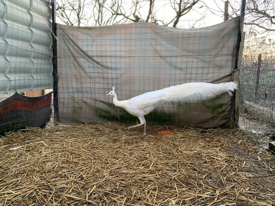 Paun spalding alb matur