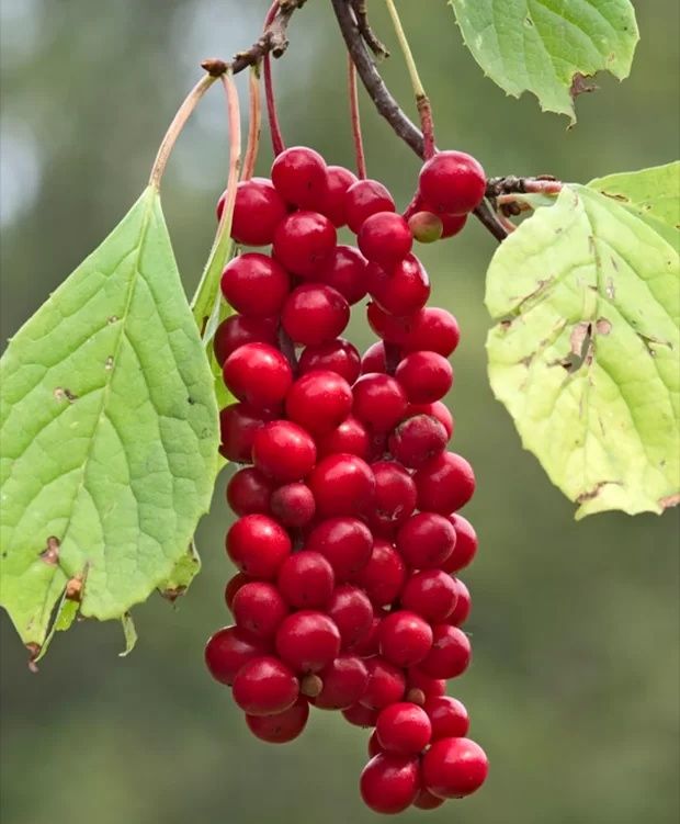 Arbuști Fructiferi (Schisandra )