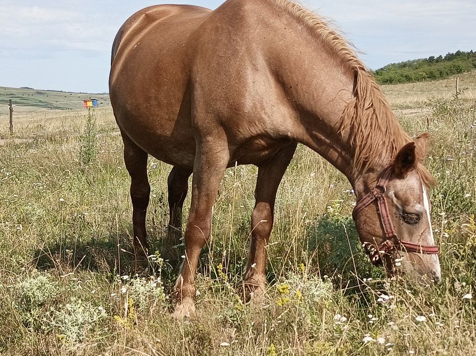 Vînd iapă cu mînz si un cal de trei ani