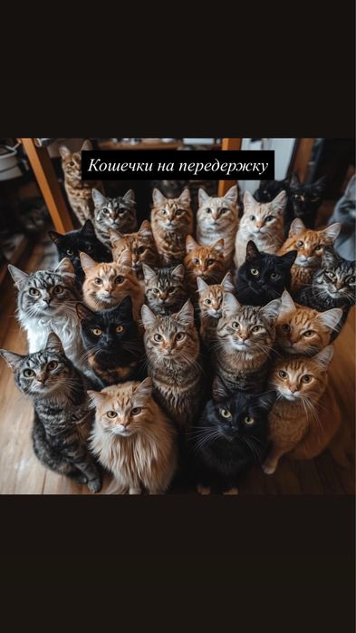 Передержка кошек