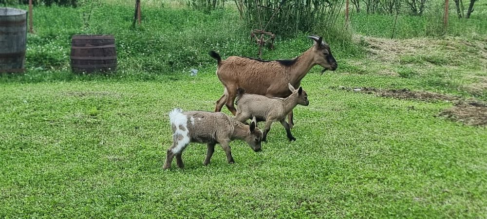 Familie capre pitice olandeze