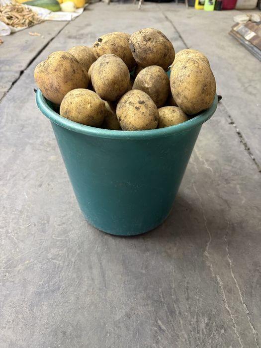 Продам картофель ручной копки, дачный.