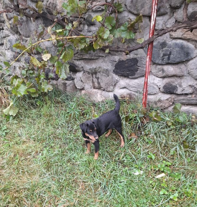 Cățelușă Jagdterrier