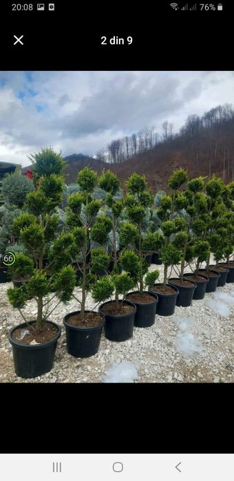 Vând plante ornamentale