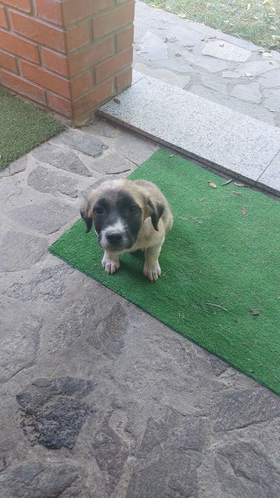 Catei pentru adoptie