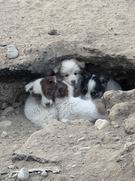 Щенята звоночки бесплатно