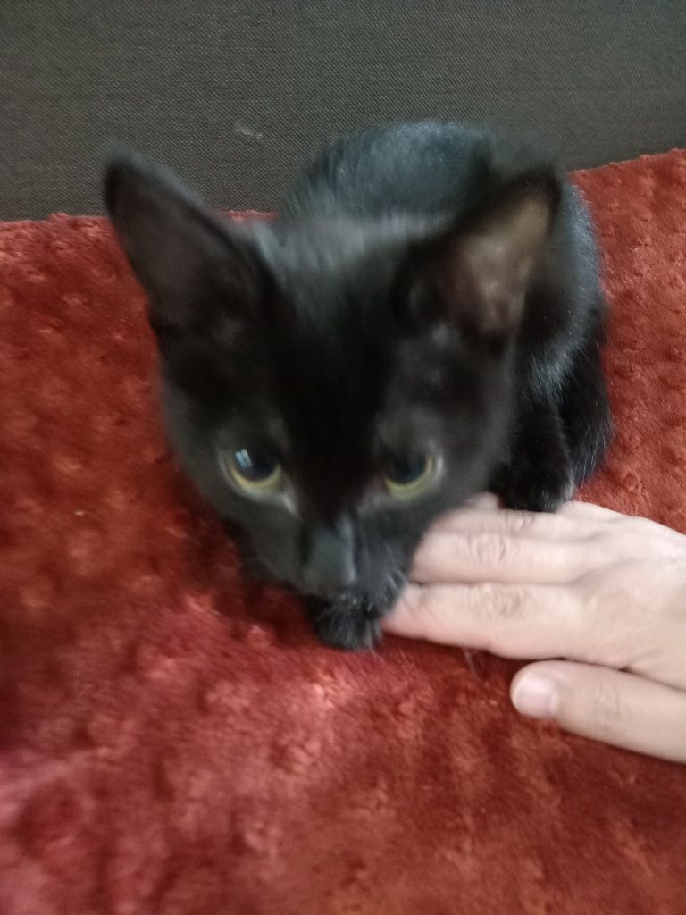 Отдадим котёнка, девочка, бесплатно