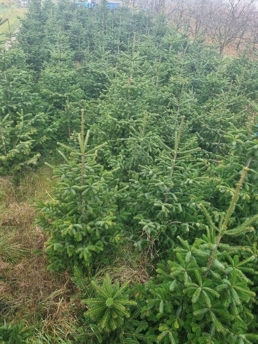 Brazi argintii pentru Craciun