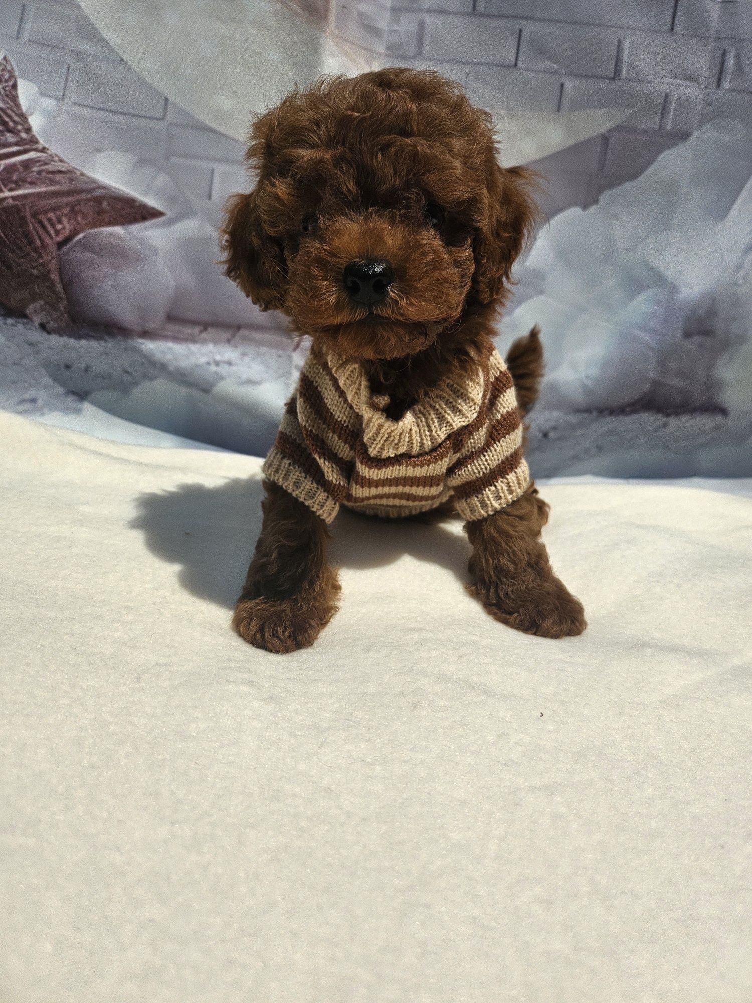 Резервирано !Пудел той момче /100%Toy poodle родословие