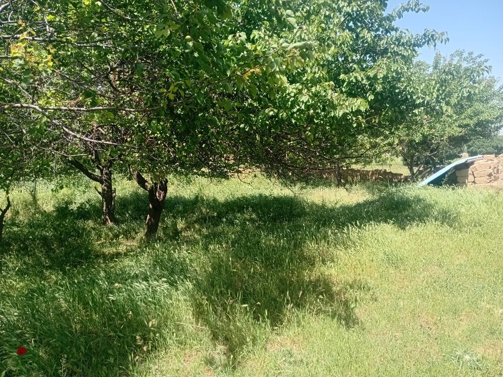 Arzon uchaska 12 sotix sotixi 1 mlndan