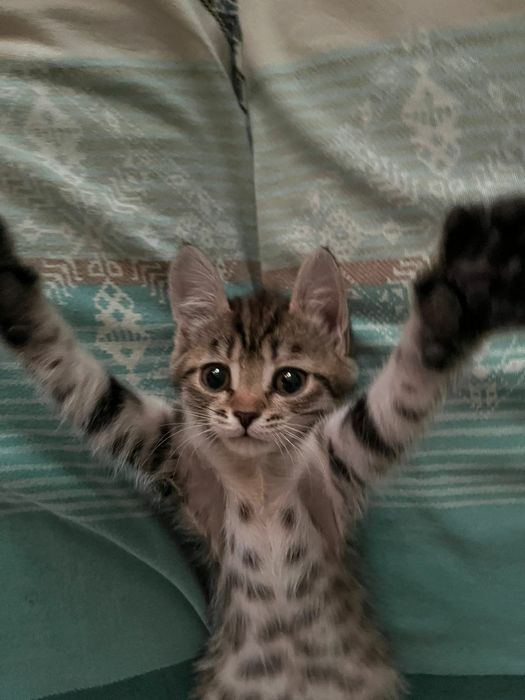 Отдам котенка девочку