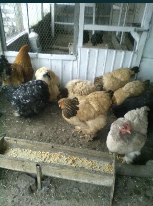 Gaini de rasa, cocosi albi, gaini de tara, oua