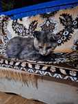Кошка в добрые руки