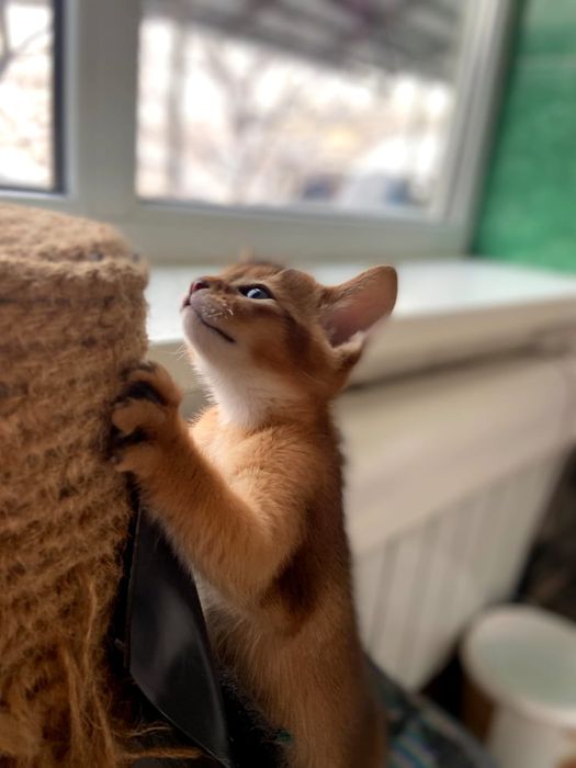 Абисинские котята