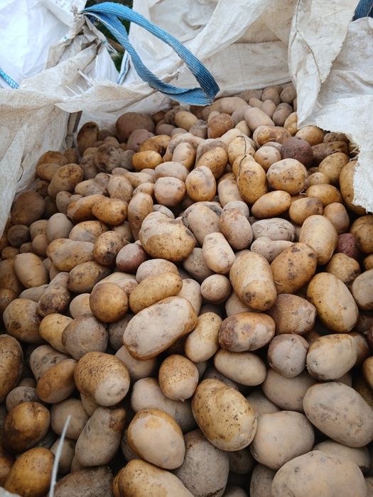 Cartofi pentru animale