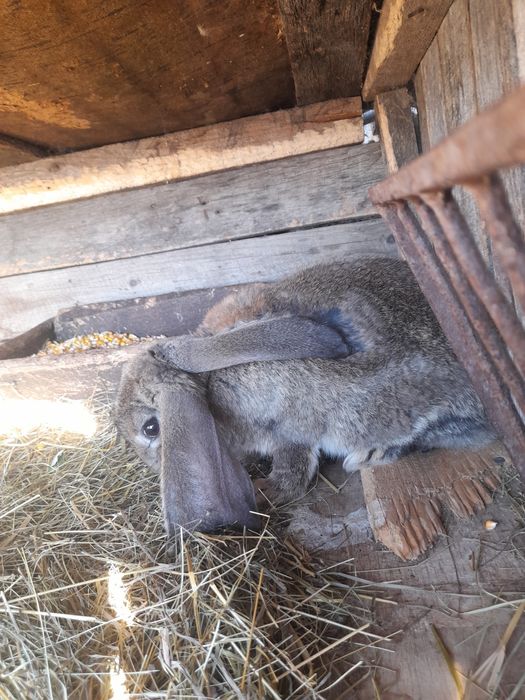 Iepuri și porumbei de vânzare