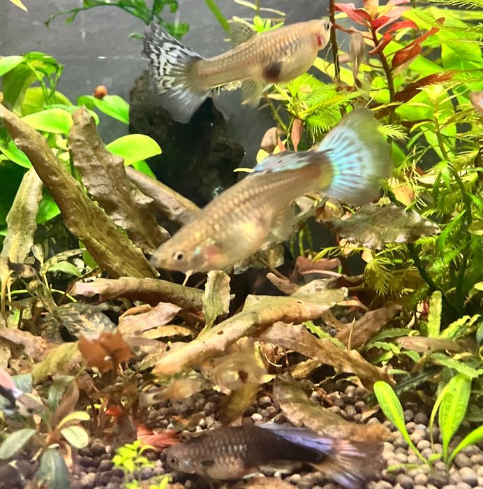 Tayyor akvarium baliqlar bilan