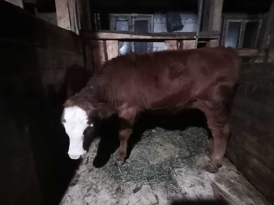 vand vițică de 6 luni