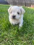 Băiețel Bichon mini